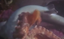 شاهد: أخطبوط يباغت سمكة قرش ضخمة ويفترسها في ثوان