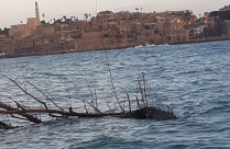  بالصور: العاصفة الأخيرة تجرّف شجرة ضخمة الى ميناء يافا 