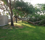 بالصور: سقوط شجرة كبيرة في شارع حي الجبلية دون وقوع إصابات