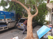  فيديو: لطف الله حال دون وقوع الكارثة اثر اصطدام شاحنة بشجرة ضخمة في يافا 