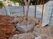 يافا: البلدية تُحافظ على الأشجار وتهدم التاريخ !