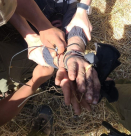 اعتقال منفذي عملية إلعاد في أحراش قرب المدينة