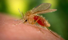 تحذير: الليشمانيا يتحول إلى وباء في البلاد