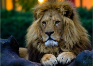 الأسد الافريقي.. مهدد بالانقراض