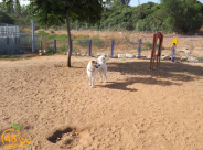  البلدية تتوعد أصحاب الكلاب بمخالفات ضمن حملة لمكافحة ظاهرة "فضلات الكلاب"