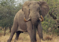 فيديو: أنثى فيل تنتقم من كلب أخاف صغيرها