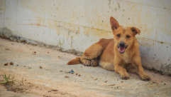 السجن سنة ونصف لرجل من الرملة اعتدى على 3 كلاب وتسبب في نفوقها