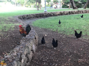 في حارتنا ينزعج الغرباء من كل شيء حتى صياح الديك