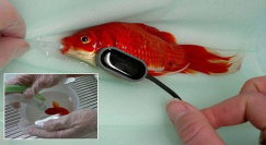 عملية جراحية لسمكة مصابة بـ"الإمساك" تكلف 470 دولارا