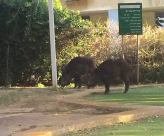 فيديو: خنازير برية في ساحة احدى رياض الأطفال ببات يام ! 