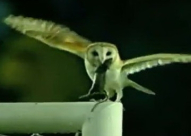 فيديو: 2 مليون مشاهدة لـ «بومة» تضحك