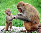  فيديو: قردة تصارع تمساحين من أجل رضيعها