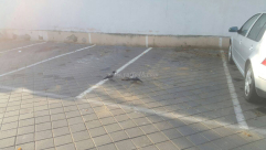   شاهد: غرابان يصطادان فأراً في أحد شوارع مدينة يافا 