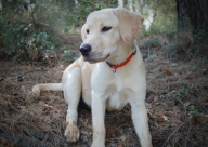 فيديو: رد فعل كلب متابع لكاس العالم