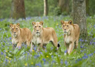 فيديو: ماذا فعل أسد بعد حبسه 13 عاما!