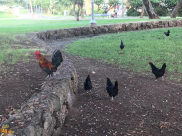 يافا: البلدية تعثر على عدوها الجديد وتقرر محاربة الدجاج والديوك بالمدينة