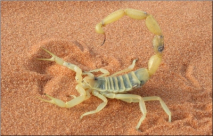 النقب : اصابة خطيرة لطفلة عربية نتيجة لدغة عقرباء صفراء اللون