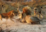  شاهد..كيف انتهى صراع بين أسد وفرس النهر