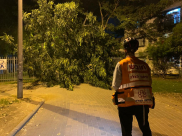 الرملة: اصابة طفلين اثر سقوط شجرة داخل حديقة 