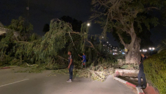 بالفيديو: سقوط أشجار ضخمة في اللد والرملة بسبب الرياح