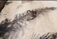  صور: العثور على ثعبان طوله تجاوز المتر ونصف في حي شنير باللد