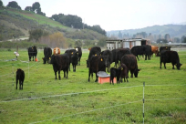 بلدية اللد تصدر مناقصة لبيع مواشي تمت مصادرتها او ستصادر مستقبلا