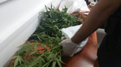 اعتقال مشتبهين من كفركنا ومجدال هعيمك بعد ضبط عشرات نباتات المريحوانا