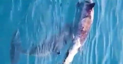 شاهد: دولفين يرفض ترك اخر ميت قرب ميناء اشدود