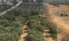 فيديو: اقتلاع عشرات اشجار الزيتون في الزرازير 