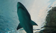 مصر: مصرع امرأة ثانية هاجمتها سمكة قرش جنوب الغردقة