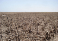 فيديو: الجفاف في الشرق الأوسط الأسوأ منذ 900 عام