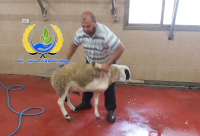 بالصور: جمعية يافا للاغاثة الانسانية مستمرة في مشروع إحياء سنة العقائق