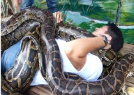 بالفيديو: أفاعي تقدم خدمة المسّاج بالفلبين