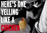 فيديو: ماعز ولكن بصوت أشبه بالدجاجة
