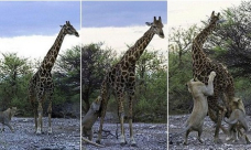زرافة «عوراء» تسقط ضحية لأسدين