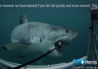 فيديو: مكافأة لمن يجد قرش حطم 6 كاميرات