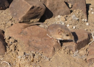 صور: العثور على حيوان جديد بناميبيا