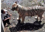 بالفيديو: نمر يُنهي حياة شاباً هندياً