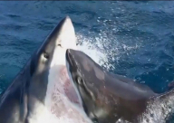 فيديو: اشتباك بين سمكتيّ قرش