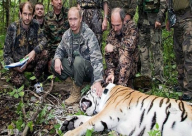 الصين تطارد نمر الرئيس بوتين