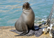 بالفيديو: أسد بحر ينافس أبطال أفلام "الآكشن"!