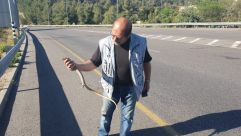  فيديو: مواطن من اللد يصطاد أفعى نادرة قرب نعلين 