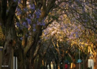 يقطع آلاف الأميال لرؤية أشجار