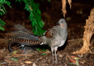 بالفيديو: طائر يطلق أصوات تشبه بندقية ليزر!