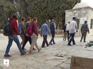  مستوطنون يقتحمون المسجد الأقصى ويؤدون “صلوات صامتة”