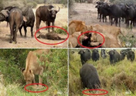 فيديو: جاموس بري انتقم لصغيره بقتل 3 أشبال