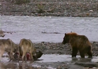 فيديو: صراع بين دب و4 ذئاب على فريسة