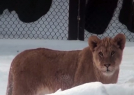 أشبال الأسد يلعبون بالثلج لأول مرة