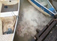 فيديو: وليمة أم مظاهرة أسماك!