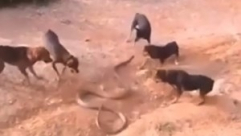 فيديو: معركة بين كوبرا عملاقة وقطيع كلاب